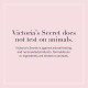 Brume pour le corps Victoria’s Secret Coconut Passion – parfum exotique de coco