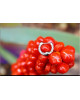 POMME CANNELLE SEPTUM