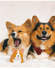Bougie parfumée CORGI-Charmed Aroma