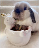  Bougie parfumée MARSHMALLOW BUNNY-Charmed Arom