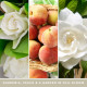 Bougie parfumée moyenne jarre Signature Yankee Candle GARDENIA BLANC