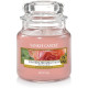 Bougie parfumée petite jarre Yankee Candle ROSE SUCCULENTE